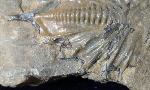 Psychopyge termierorum MORZADEC 2001 - Bild &copy; FossNet FossilienStore